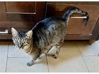 Tessa, Domestic Shorthair For Adoption In Menifee, California