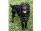 Harper, Flat-coated Retriever For Adoption In Escondido, California