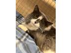 Gizmo, Domestic Longhair For Adoption In Maryville, Missouri