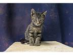 Littlefoot, Domestic Shorthair For Adoption In Evansville, Indiana