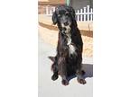 Winston, Labrador Retriever For Adoption In Apple Valley, California