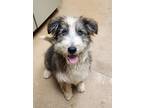 Shaggy, Terrier (unknown Type, Medium) For Adoption In Apple Valley, California