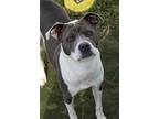 Sissy, American Pit Bull Terrier For Adoption In Evansville, Indiana