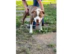 Scar Azzual (obedience Trained), American Pit Bull Terrier For Adoption In