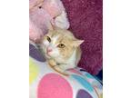 Lucy, Domestic Shorthair For Adoption In Wintersville, Ohio