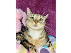 Missy, Domestic Shorthair For Adoption In Wintersville, Ohio