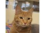 Annie, Domestic Shorthair For Adoption In Pittsfield, Massachusetts