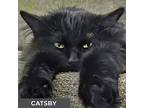 Catsby, Domestic Longhair For Adoption In Toronto, Ontario