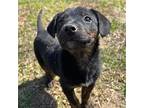Tango, Labrador Retriever For Adoption In Saugus, Massachusetts