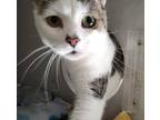 Pj, Domestic Shorthair For Adoption In Salem, New Hampshire