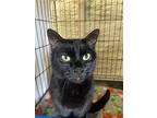 Buddy, Domestic Shorthair For Adoption In Park Falls, Wisconsin