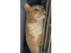 King Tut, Domestic Shorthair For Adoption In Salem, New Hampshire