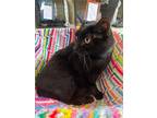 Midnight, Domestic Shorthair For Adoption In Park Falls, Wisconsin