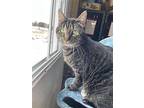 Jade, Domestic Shorthair For Adoption In Park Falls, Wisconsin