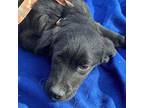 Pebbles, Labrador Retriever For Adoption In Westwood, New Jersey