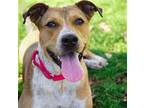 Sissy, Staffordshire Bull Terrier For Adoption In Westwood, New Jersey