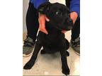 Poppy, Labrador Retriever For Adoption In Westwood, New Jersey