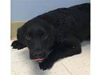 Piper, Labrador Retriever For Adoption In Westwood, New Jersey