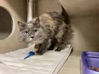 Lilly, Domestic Longhair For Adoption In Olympia, Washington