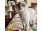 Bonnie, Siamese For Adoption In Great Mills, Maryland