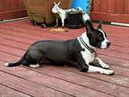 James Francis-ga4119, Boston Terrier For Adoption In Maryville, Tennessee