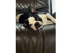 Moto Moto-nc4047, Boston Terrier For Adoption In Maryville, Tennessee