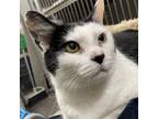 Sheldon, Domestic Shorthair For Adoption In Wheaton, Illinois