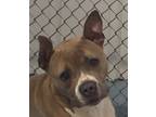 Melba, American Pit Bull Terrier For Adoption In Taylorsville, North Carolina