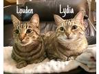 Louden, Domestic Shorthair For Adoption In Encinitas, California