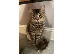Teeter (le), Domestic Longhair For Adoption In Little Falls, New Jersey