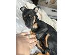 Karasu, Jack Russell Terrier For Adoption In Mississauga, Ontario