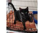 Kelly, Domestic Shorthair For Adoption In New York, New York