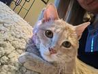 Riley, Domestic Shorthair For Adoption In Great Falls, Montana