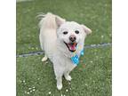 Dongyeup, Spitz (unknown Type, Small) For Adoption In Calgary, Alberta