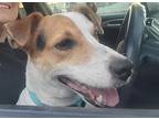 Milo In San Antonio, Jack Russell Terrier For Adoption In Seguin, Texas