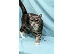 Big Poppa, Domestic Shorthair For Adoption In Payson, Arizona