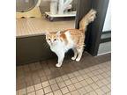 Pumpkin, Domestic Shorthair For Adoption In Truckee, California