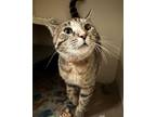 Daisy, Domestic Shorthair For Adoption In Chicago, Illinois