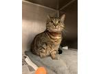 Cali, Domestic Shorthair For Adoption In Chicago, Illinois