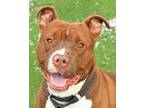 Scrappy, American Pit Bull Terrier For Adoption In Cleveland, Ohio