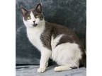Wish, Domestic Shorthair For Adoption In Madison, New Jersey