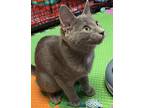 Mistletoe, Domestic Shorthair For Adoption In Northwood, New Hampshire