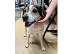 Stewie Tx, Jack Russell Terrier For Adoption In Boonton, New Jersey