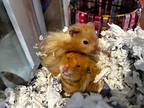 Bert / Ernie, Hamster For Adoption In Sebastian, Florida