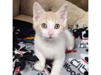 Abby Cadabby, Domestic Shorthair For Adoption In Marshfield, Wisconsin