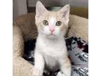 Gonzo, Domestic Shorthair For Adoption In Marshfield, Wisconsin