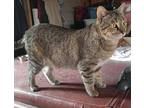 John, Domestic Shorthair For Adoption In Blountville, Tennessee