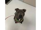 Nelson, American Pit Bull Terrier For Adoption In Ann Arbor, Michigan