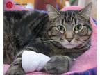 Tabitha, Domestic Shorthair For Adoption In St. Louis, Missouri