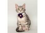 Enyo, Domestic Shorthair For Adoption In Wyandotte, Michigan